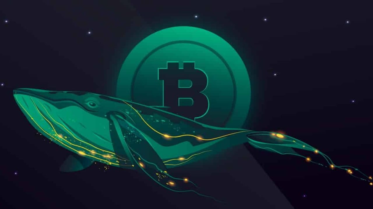 Whale Buying Signals