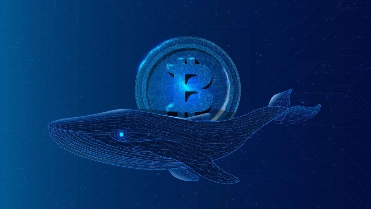 Whale Interest in Toncoin