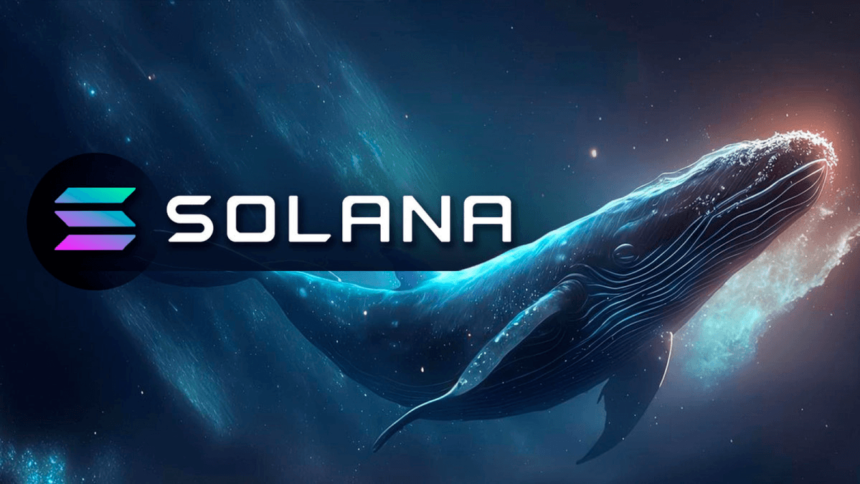 Solana Whale Stakes