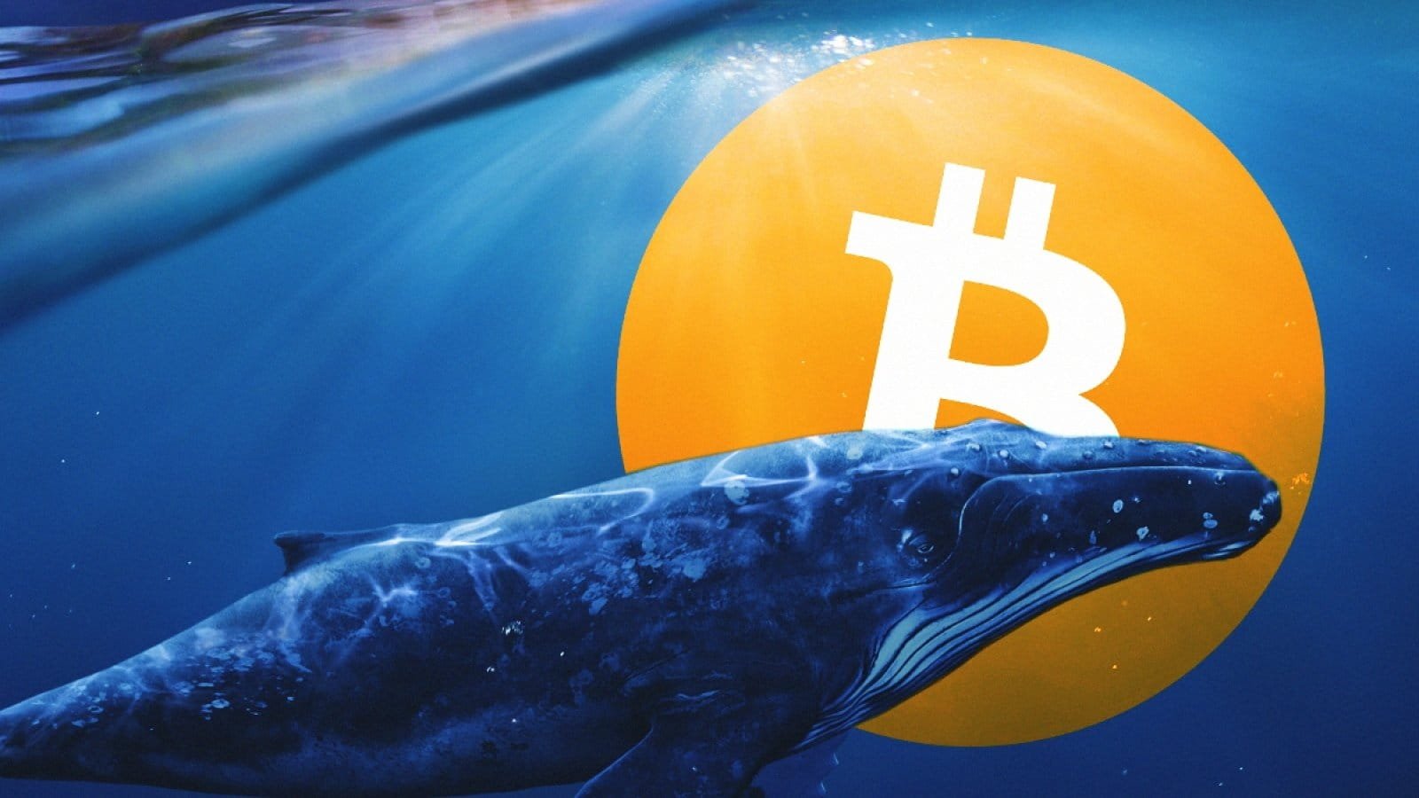 Whale Influence on Bitcoin